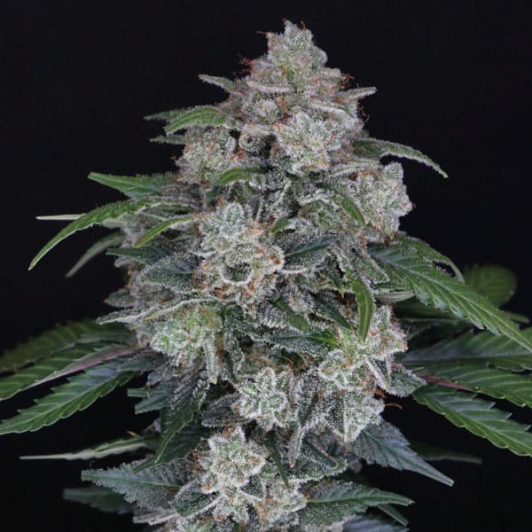 MAK OG Auto Seed > Pure Instinto | Autoflowering Cannabis   |  Hybrid